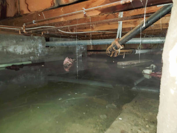 Best Flood damage cleanup  in Mount Vernon, IL